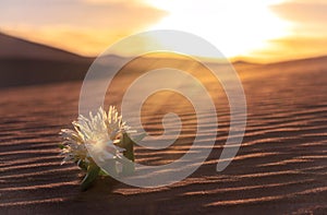 Yellow flower grows on a sand dune in the desert