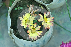 Yellow flower growth in a garden