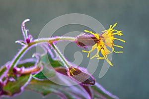 Yellow flower of a Gynura plant