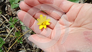 Yellow flower on the hand