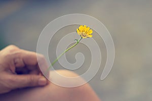 Yellow flower in hand on leg, Vintage bacground and tone