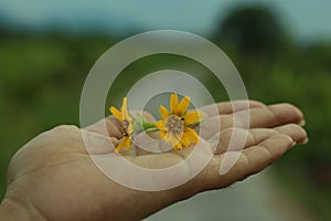 Yellow flower in hand. Two little daisy flowers in an open hand closeup. Beauty in hand concept with soft nature background