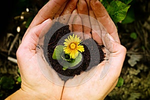 Yellow flower in hands