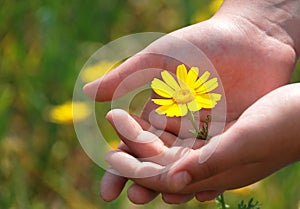 Yellow Flower in hands of a child