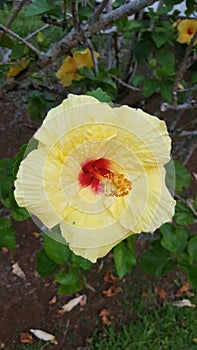 Yellow flower hawaii