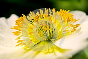 Yellow flower heart