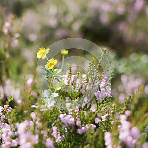 Yellow flower among heather.