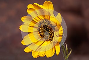 Yellow flower Helianthus tuberosus