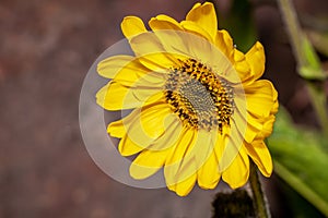 Yellow flower Helianthus tuberosus