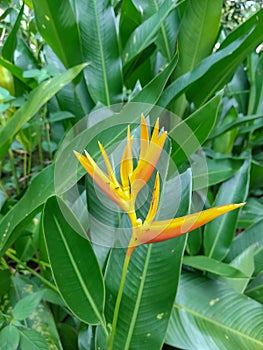 Yellow flower from heliconia Psittacorum plant with green leaves as background. Nature photo.