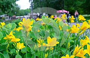 Yellow flower Hemerocallis minor (Dwarf Daylily, Grassleaf Lily or Small Daylily) on a sunny day