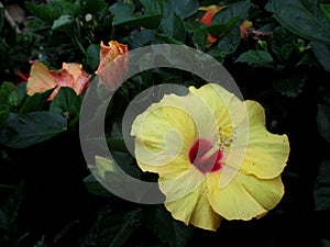 This yellow or flower hibiscus is called hibiscus rosa-sinesis or also called hibiscus. photo