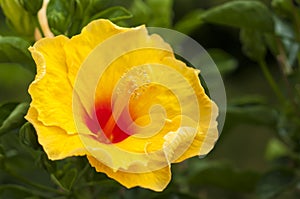 Yellow flower of hibiscus