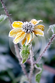 Yellow flower with hoarfrost. Coneflowers in the winter time, morning