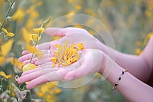 Yellow flower holding on the hands.