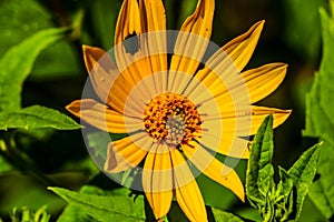 yellow flower with a hole