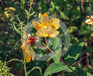 Yellow Flower, Hooker\'s St. Johnswort, Hypericum hookerianum, found in Thailand at Doi Intanon, Chiangmai only, looks like