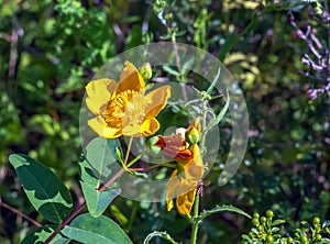 Yellow Flower, Hooker\'s St. Johnswort, Hypericum hookerianum, found in Thailand at Doi Intanon, Chiangmai only, looks like