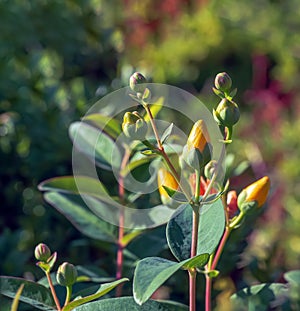 Yellow Flower, Hooker\'s St. Johnswort, Hypericum hookerianum, found in Thailand at Doi Intanon, Chiangmai only, looks like