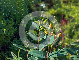 Yellow Flower, Hooker\'s St. Johnswort, Hypericum hookerianum, found in Thailand at Doi Intanon, Chiangmai only, looks like