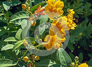 Yellow Flower, Hooker\'s St. Johnswort, Hypericum hookerianum, found in Thailand at Doi Intanon, Chiangmai only, looks like