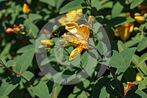 Yellow Flower, Hooker\'s St. Johnswort, Hypericum hookerianum, found in Thailand at Doi Intanon, Chiangmai only, looks like