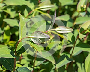 Yellow Flower, Hooker\'s St. Johnswort, Hypericum hookerianum, found in Thailand at Doi Intanon, Chiangmai only, looks like