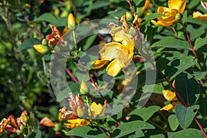 Yellow Flower, Hooker\'s St. Johnswort, Hypericum hookerianum, found in Thailand at Doi Intanon, Chiangmai only, looks like photo