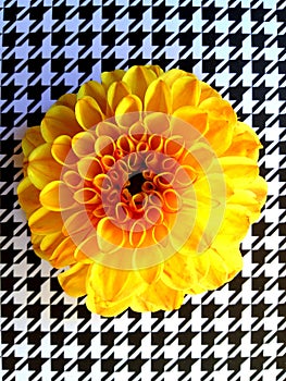 Yellow flower on houndstooth