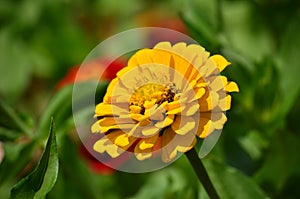 Yellow flower I. The garden, macro photography