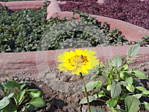 Yellow flower