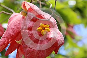 Yellow Flower inside Pink Leaves