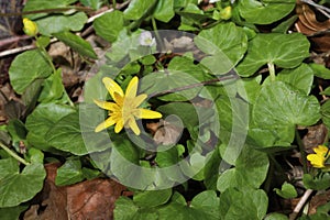 Yellow flower of invasive Lesser Celandine (Ficaria verna). photo