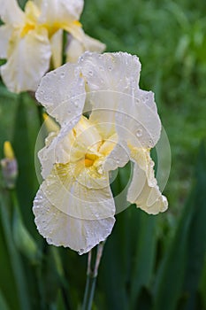 Yellow flower of iris in overcast rainy weather close-up