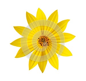 Yellow flower isolated