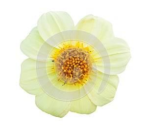 Yellow flower isolated