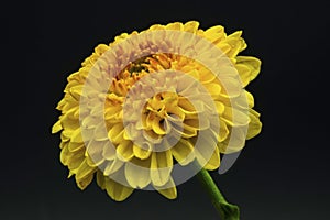 A yellow flower isolated