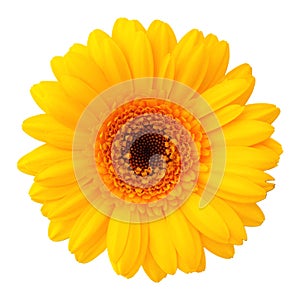 Yellow flower isolated