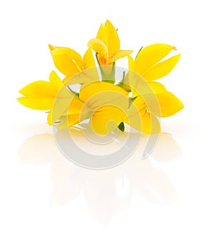 Yellow flower isolated