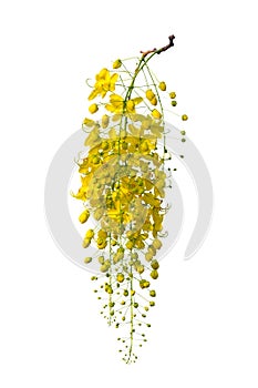 Yellow flower isolated on white background.