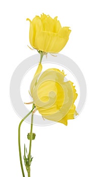 Yellow flower isolated on white background