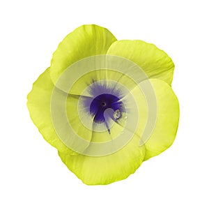 Yellow flower on isolated white background with clipping path. Closeup. Beautiful yellow-blue flower Violets for design.