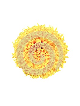 Yellow flower isolated on a white background. Top view of marigolds