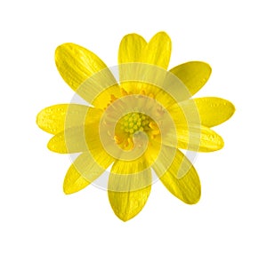 Yellow flower isolated on white.