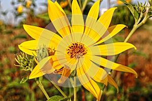 Yellow flower of Jerusalem artichoke