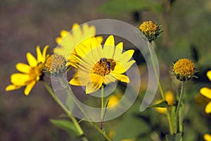 The yellow flower of the Jerusalem artichoke