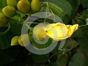 Yellow Flower in the junge live flora