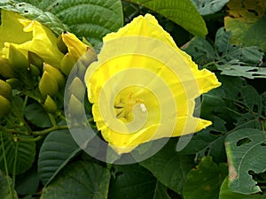 Yellow Flower in the junge live flora