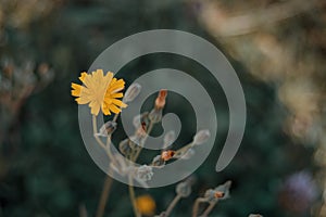 Yellow flower of lactuta virosa photo