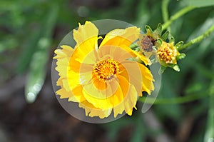 Yellow flower of the Lance-leaved coreopsis